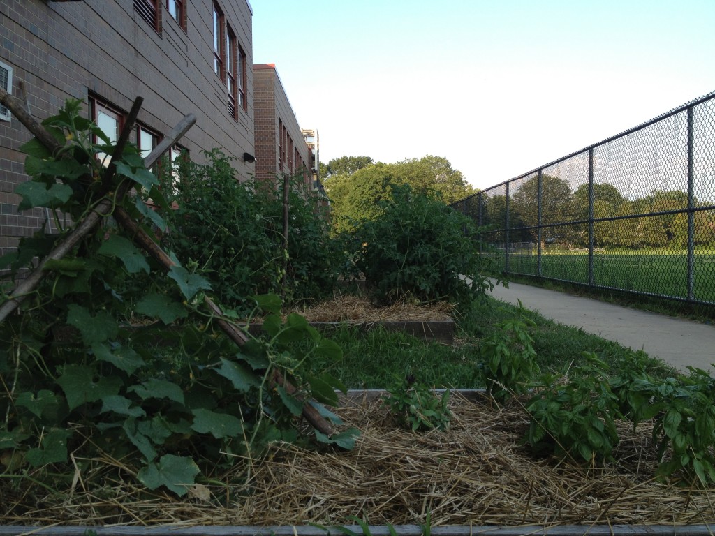 TRELLIS WORK: Old bamboo stakes were gathered into a teepee to create climbing space for cucumbers.