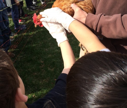 Petting the hen 2014