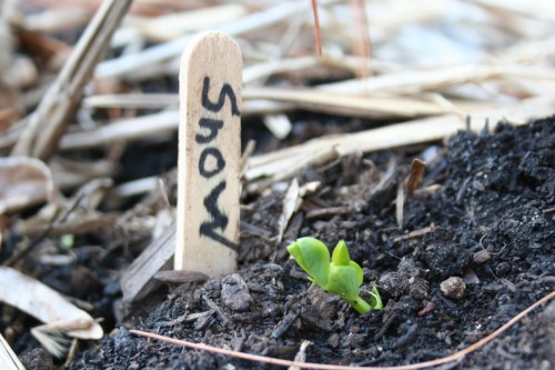 Peas are up!