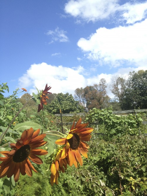 Flowers against the sky