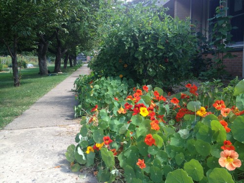 Edible Nasturtiums