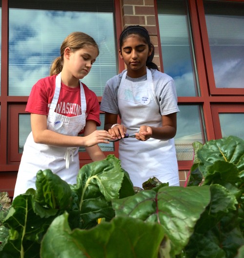 BACKYARD CHARD: JW Iron Chefs prepare to cut fresh chard for inclusion in their kugel dishes.