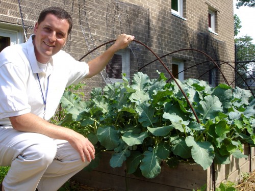 Adam Blejwas, Spanish teacher at CP, was an early adopter of the Edible Gardens, leading the students in growing tomatillos for classroom salsa-making projects, lettuces, kale (above), and other crops.