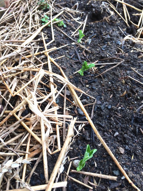 Sugar-snap peas are up and growing in the JW Cooks garden! All they needed was the encouragement of a warm day...Peas were planted by student chefs of JW Cooks, under the direction of Priscilla Hayes, garden educator, and Janet Gaudino, 8th-grade science teacher and assistant in the food literacy program. 