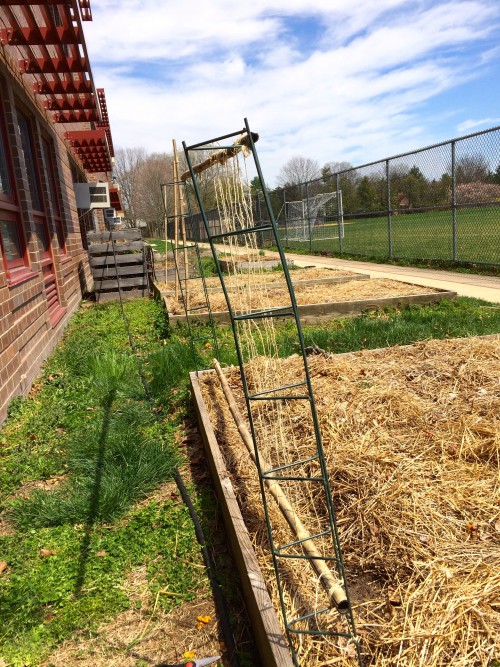 Pea seedlings soon will be stretching up to grasp the twine, metal and bamboo  trellis, now under way.