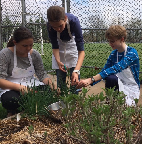 Harvesting herbs from JW Cooks gardens.