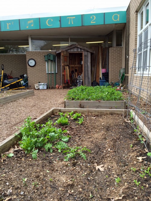 Garden beds are already  home to arugula, strawberries and lettuce.