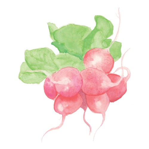 Radishes detail of custom wallpaper for the Princeton School Gardens Cooperative, by Jess Atkins.
