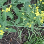 radish pods