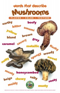mushrooms vocabulary poster 2015