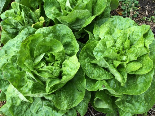 lettuces at PMS gardens