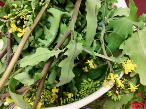 Arugula PMS garden harvest