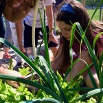 PMS edible gardens harvest for salads