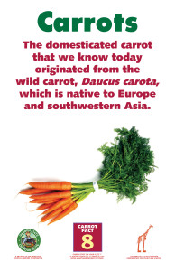 Carrot_Facts_Signs8