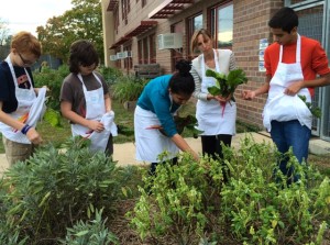 Students harvesting for PPSCG