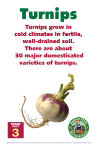 Turnip_Facts_Signs3