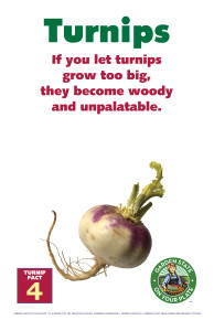 Turnip_Facts_Signs4