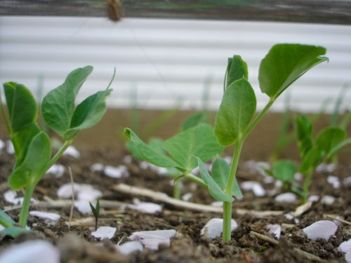 PSGC sugar snap pea seedlings