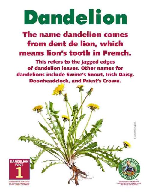 dandelion fact 1