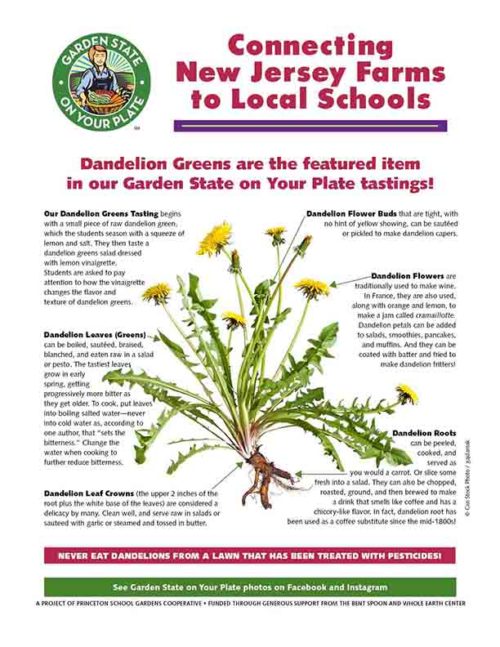 dandelion greens newsletter