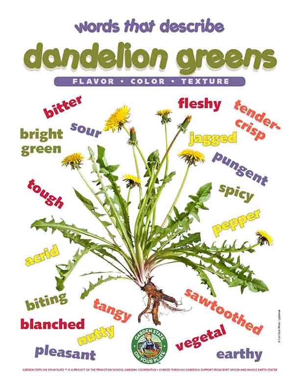 dandelion greens vocab words