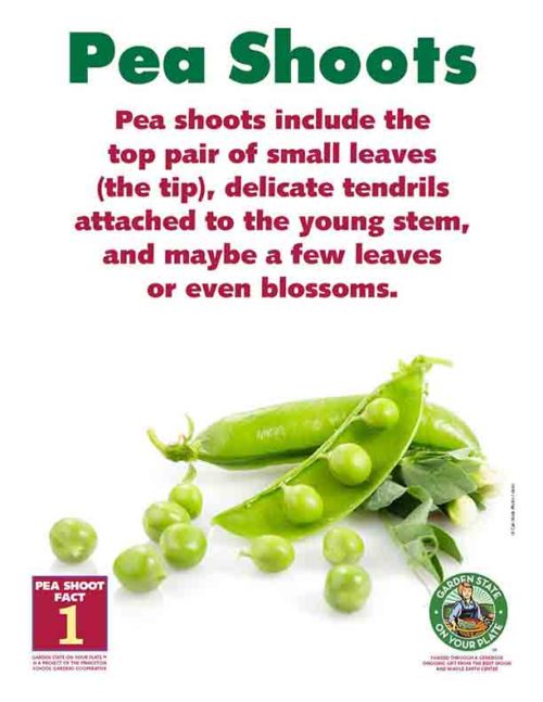 pea shoots facts 1