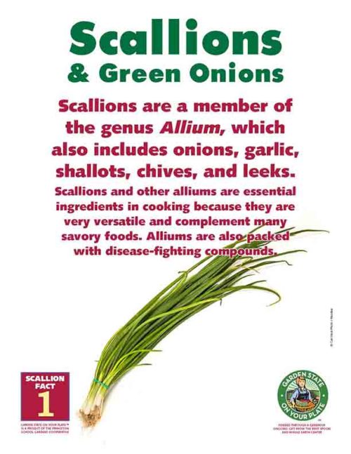 scallions fact 1