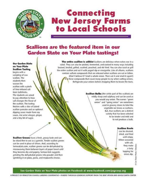 scallions newsletter