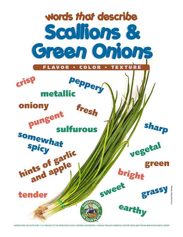 Scallions & Green Onions