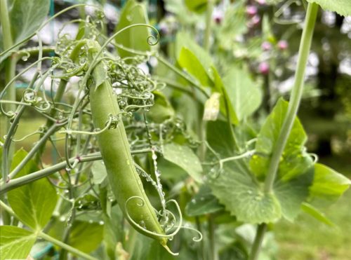 green leaves and pea shoot