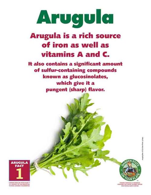 arugula is a rich source of iron, vitamins A and C