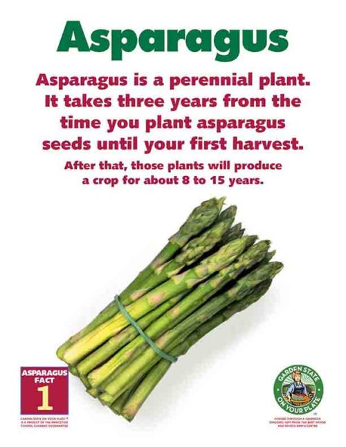 asparagus is a perennial plant