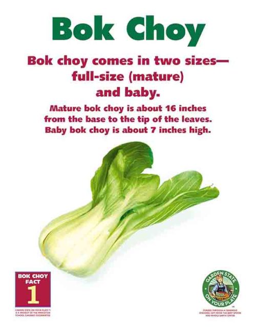 bok choy comes in two sizes - full-size and baby