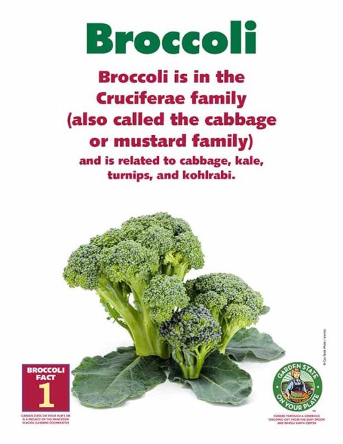 broccoli is in the cruciferae family