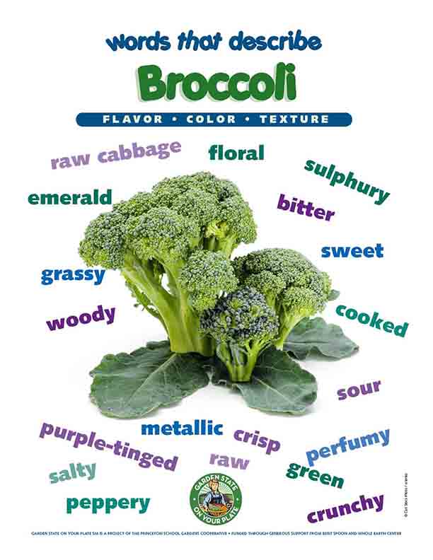 broccoli vocabulary words