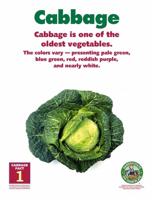 cabbage is one of the oldest vegetables