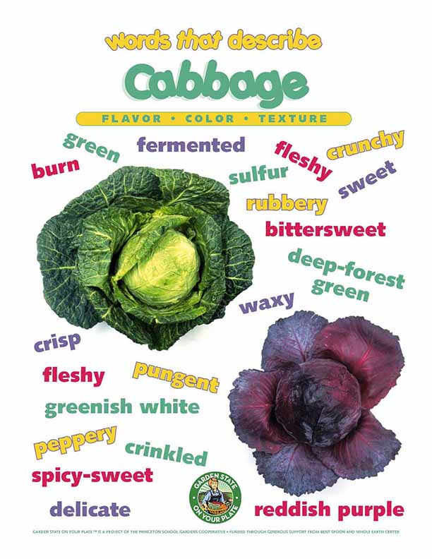 cabbage vocabulary words