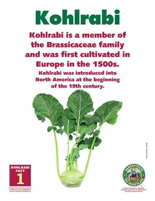 kohlrabi is a member of the Brassicaceae family