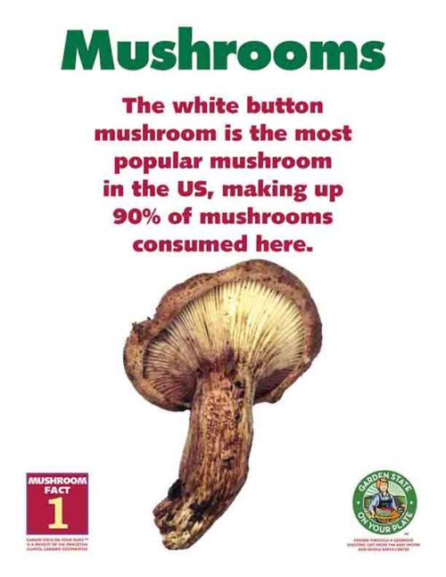 the white button mushroom is the most popular mushroom in the US