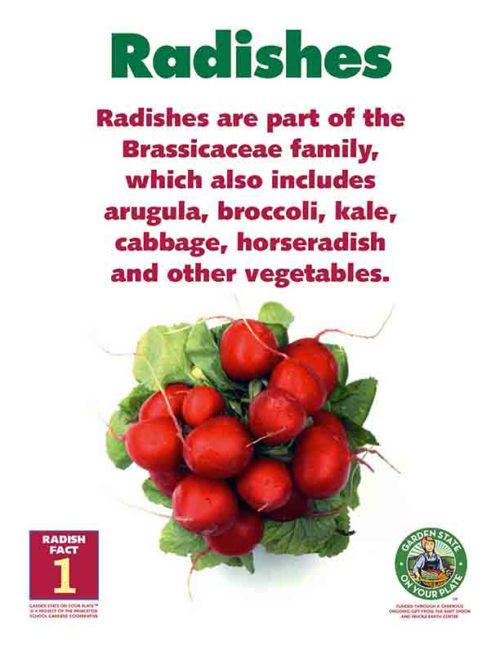 radishes are part of the Brassicaceae family