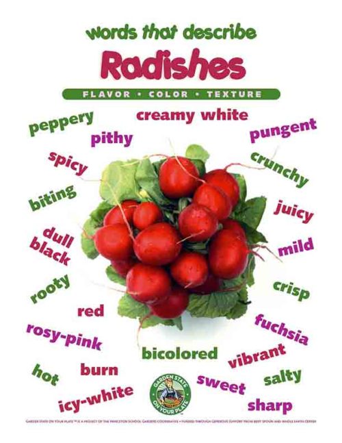 radish vocabulary words