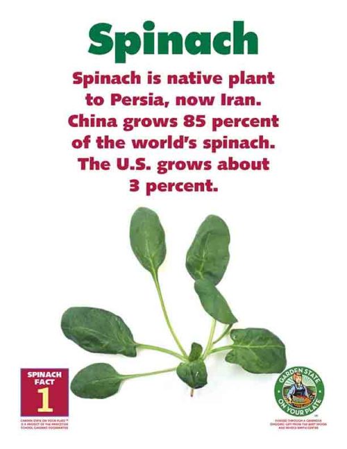 spinach is a native plant to Persia, now Iran