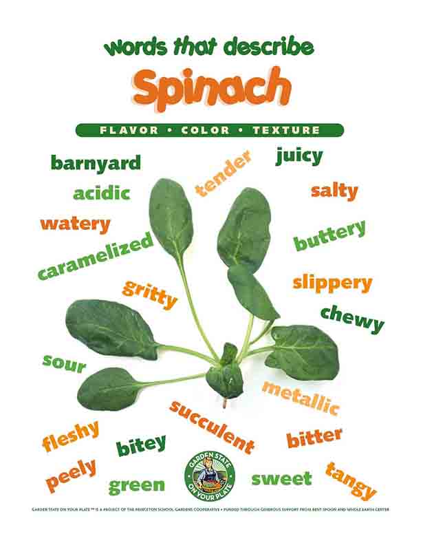 spinach vocabulary words