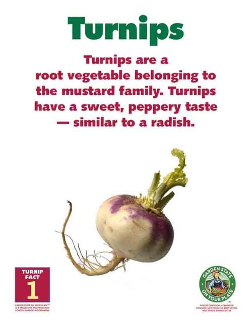 turnips are a root vegetable belonging to the mustard family