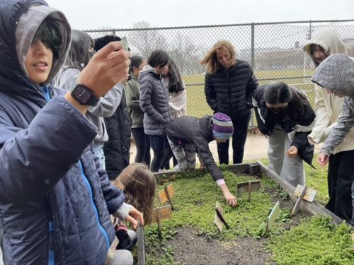 MARCH 14, 2023: JANET GAUDINO, SCIENCE TEACHER PMS (BLACK COAT, HAIR BLOWING IN WIND). Students find volunteer spinach to snack on while preparing to plant peas