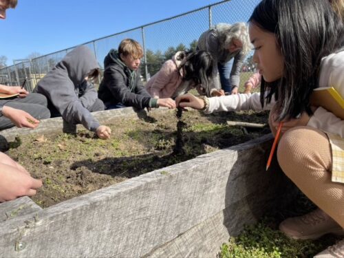 Preparing a raised bed garden for spring planting