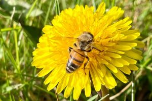 honeybee on dandelion
